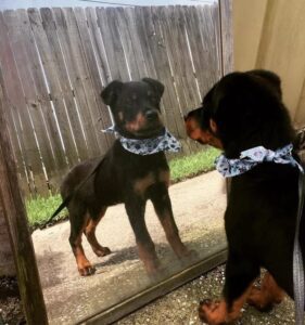 Dogs Discovered Mirrors For The First Time And Their Reactions Are Hilarious