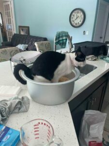 Hilarious Photos That Prove Cats Are The Biggest Jerks