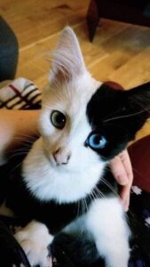 Cats with the most unusual markings 🐈 ☯