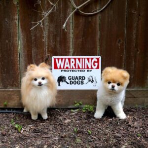 Dangerous Beasts Behind “Beware Of The Dog” Signs