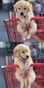 Dogs in cart is all you need to see today 🛒