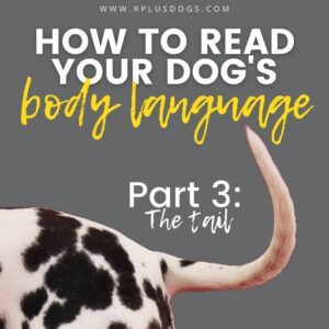 How to read your dogs body language (Shared by R+Dogs Training & Behaviour Specialists)