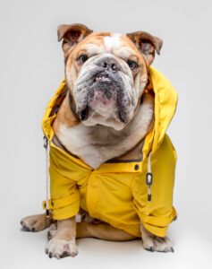 Dogs In Raincoats Are Hilariously Cute