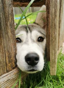 Times Dogs Just Had To Stick Their Nose Into Other People’s