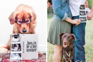 Woof-worthy pregnancy announcements with dogs