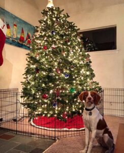 Pet Proof Christmas Trees - Celebrating Christmas when you have a pet…😅😅 (Shared by The Viral Group) Pets