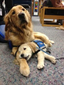 Service Dogs Who Would Easily Win “the Cutest Employee of the Year” Award