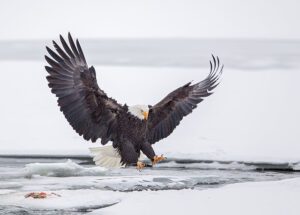 Decisive Moments In Bird Photography