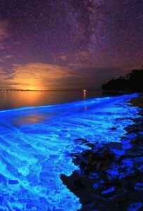 Bioluminescent plankton in Baja California, Mexico 🌌