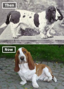 Then and now 100 years of dog breeds Curated by BARK