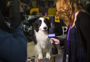 Dogs Being Interviewed 🐶🥰