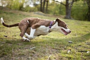 Artistic Canine Portraits Full of Expression and Charm by Kaylee Greer of "Dog Breath Photo"