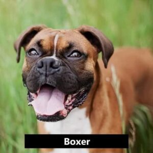 Popular Dog Breeds - For your knowledge!