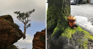 Trees that found a way to thrive regardless of the conditions