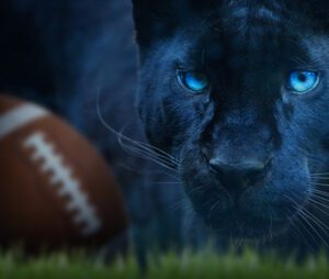 Best Panthers Animals