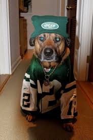 Best Jets Animals