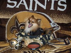 Best Saints Animals