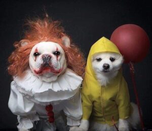 Best Animal Halloween Costume Contest