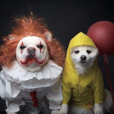 Best Animal Halloween Costume Contest